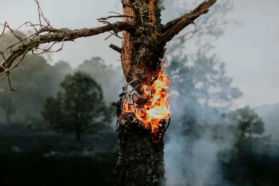 A burning tree amidst smoke and haze during a forest fire, capturing nature's intense destruction.