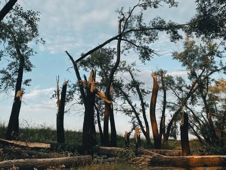 A scenic view of a forest with broken trees against a clear blue sky after a storm.