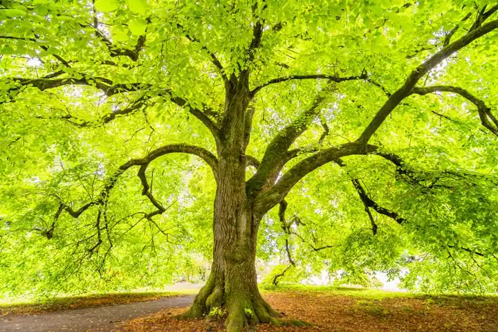 A sprawling tree with bright green leaves illuminated by sunlight, creating a serene outdoor scene.
