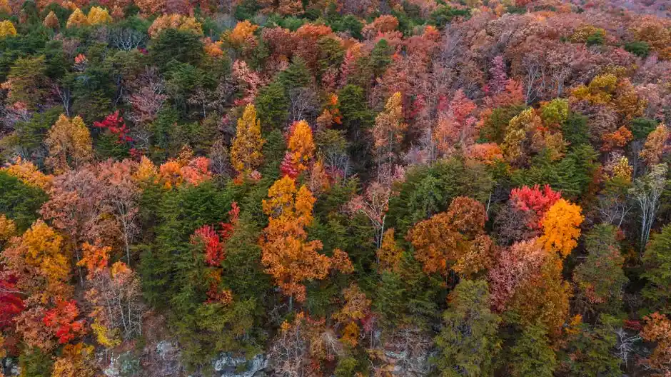 A stunning aerial view showcasing the vibrant autumn foliage in Chattanooga Valley, Georgia.