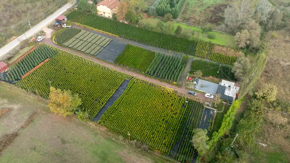 Aerial view of farmland in Yalova, Türkiye, showcasing organized green fields and trees.