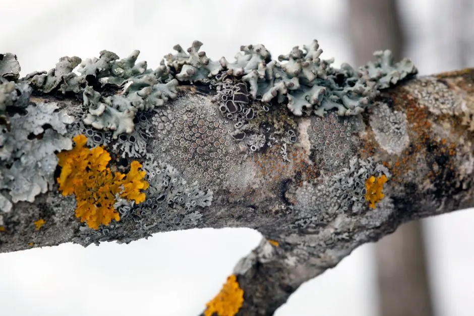 Detailed macro shot of various lichen species growing on a tree branch during winter.