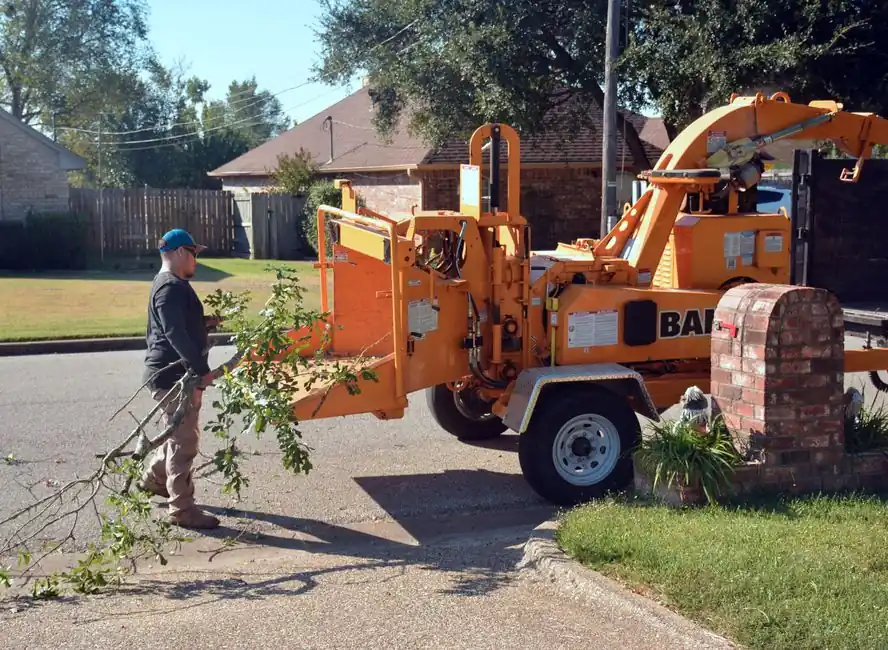 Tree Removal