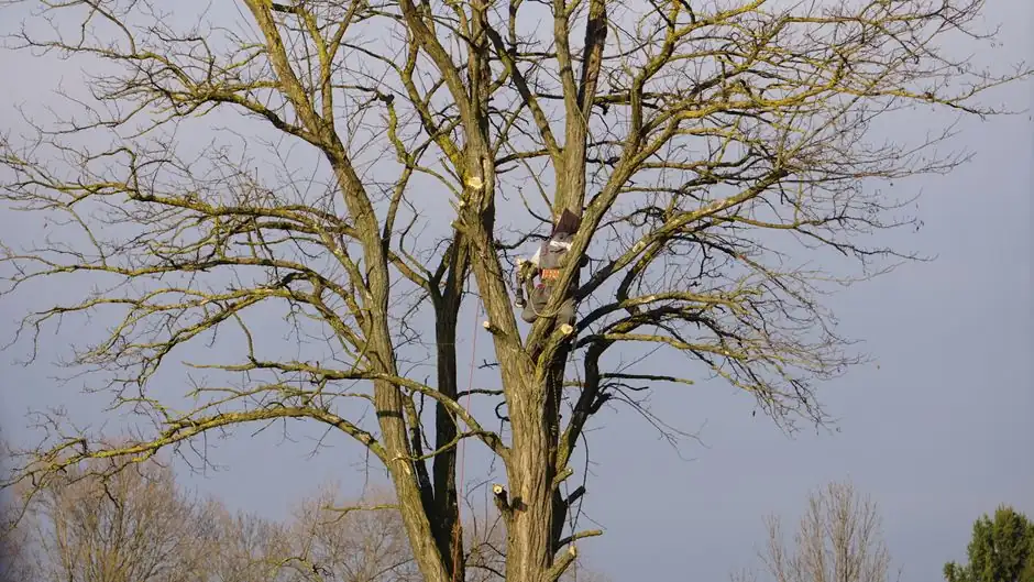 Hazardous Tree Removal