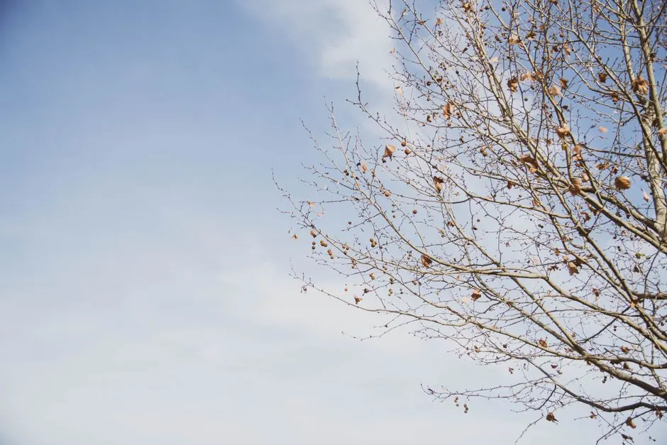 Leafless tree branches with dried leaves against a vibrant blue sky during winter.